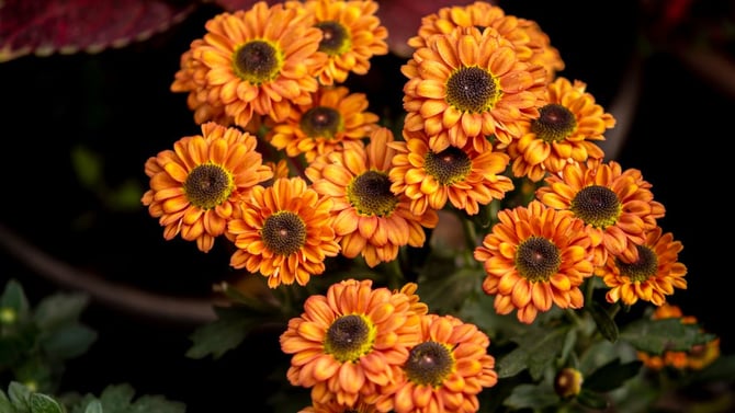 Blog - Phipps Fall Flower Show 2026: Pittsburgh Autumn Blooms and Downtown Stays