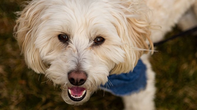 Blog - Pittsburgh Pet-Friendly Vacation Rentals 2026: Downtown Stays That Welcome Dogs